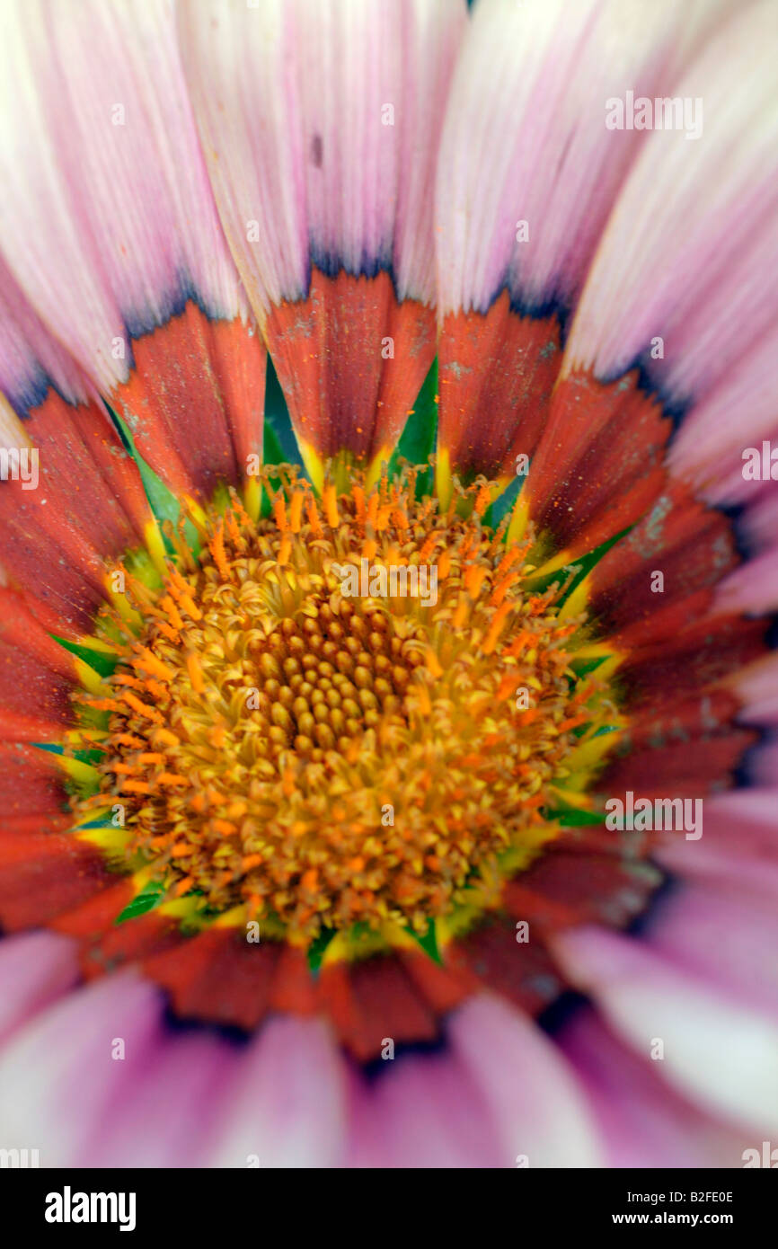 GAZANIA SPLENDENS DÉTAIL FLEUR CULTIVARS CLOSE UP Banque D'Images