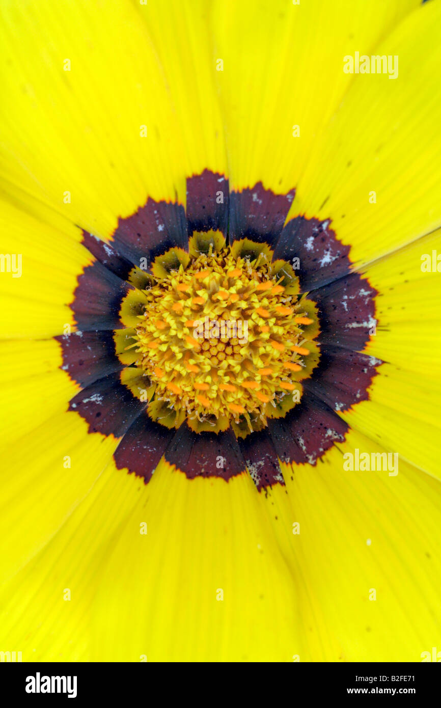 GAZANIA SPLENDENS DÉTAIL FLEUR CULTIVARS CLOSE UP Banque D'Images