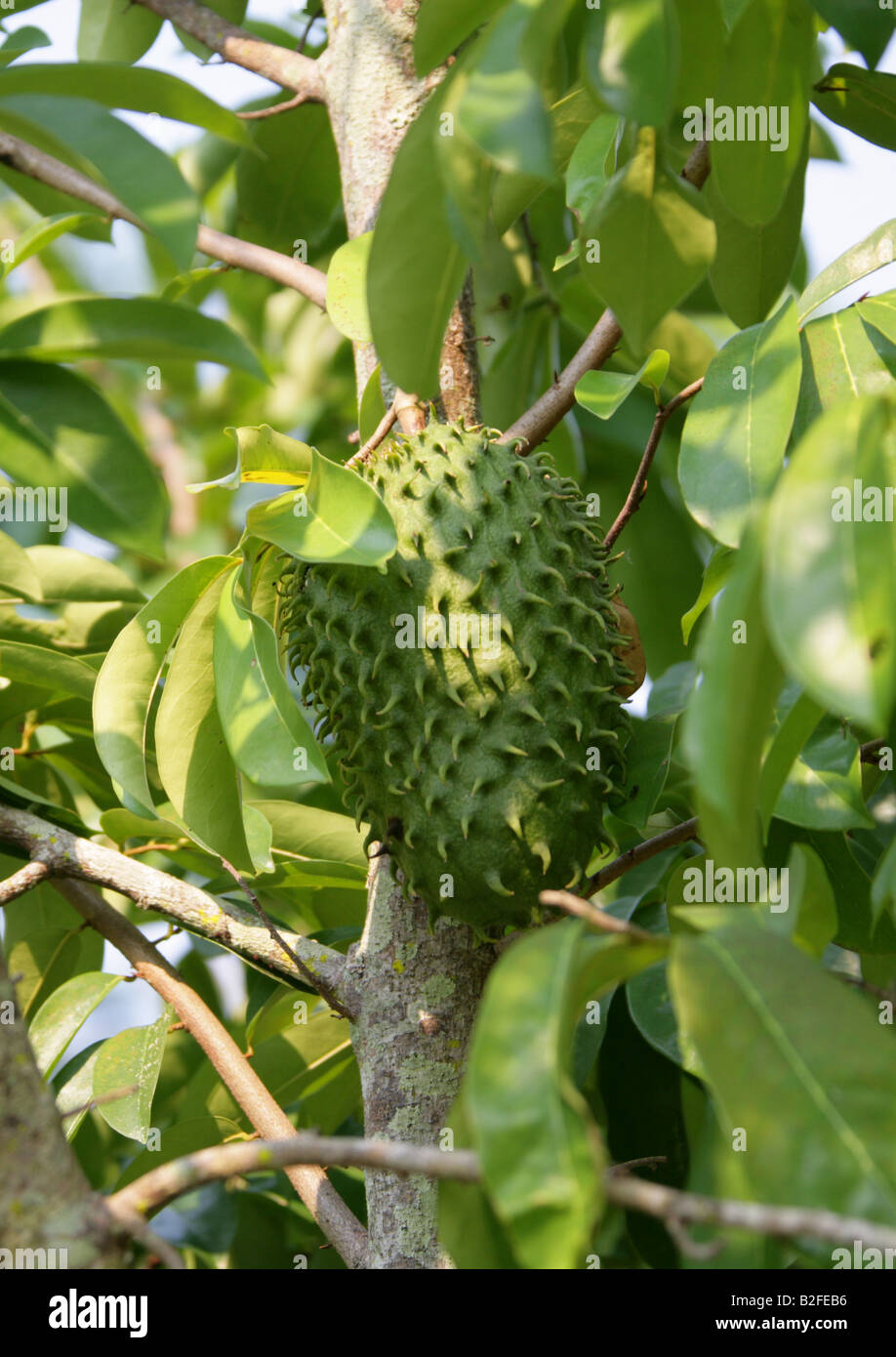 Fruit de l'arbre, Annona muricata corossol. L'État de Chiapas, Palenque, Mexique Banque D'Images