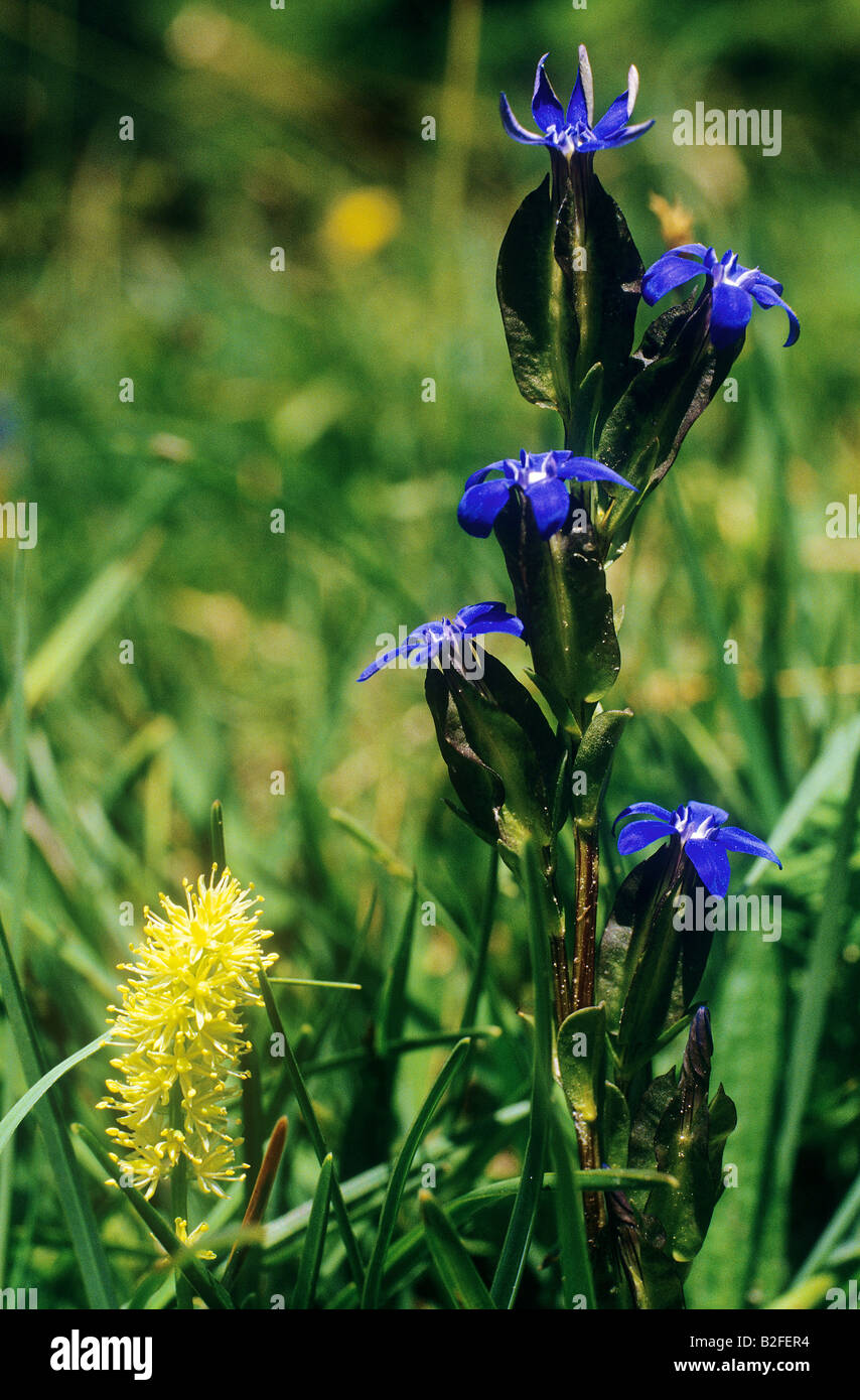 Gentiane Gentiana utriculosa / vessie Banque D'Images