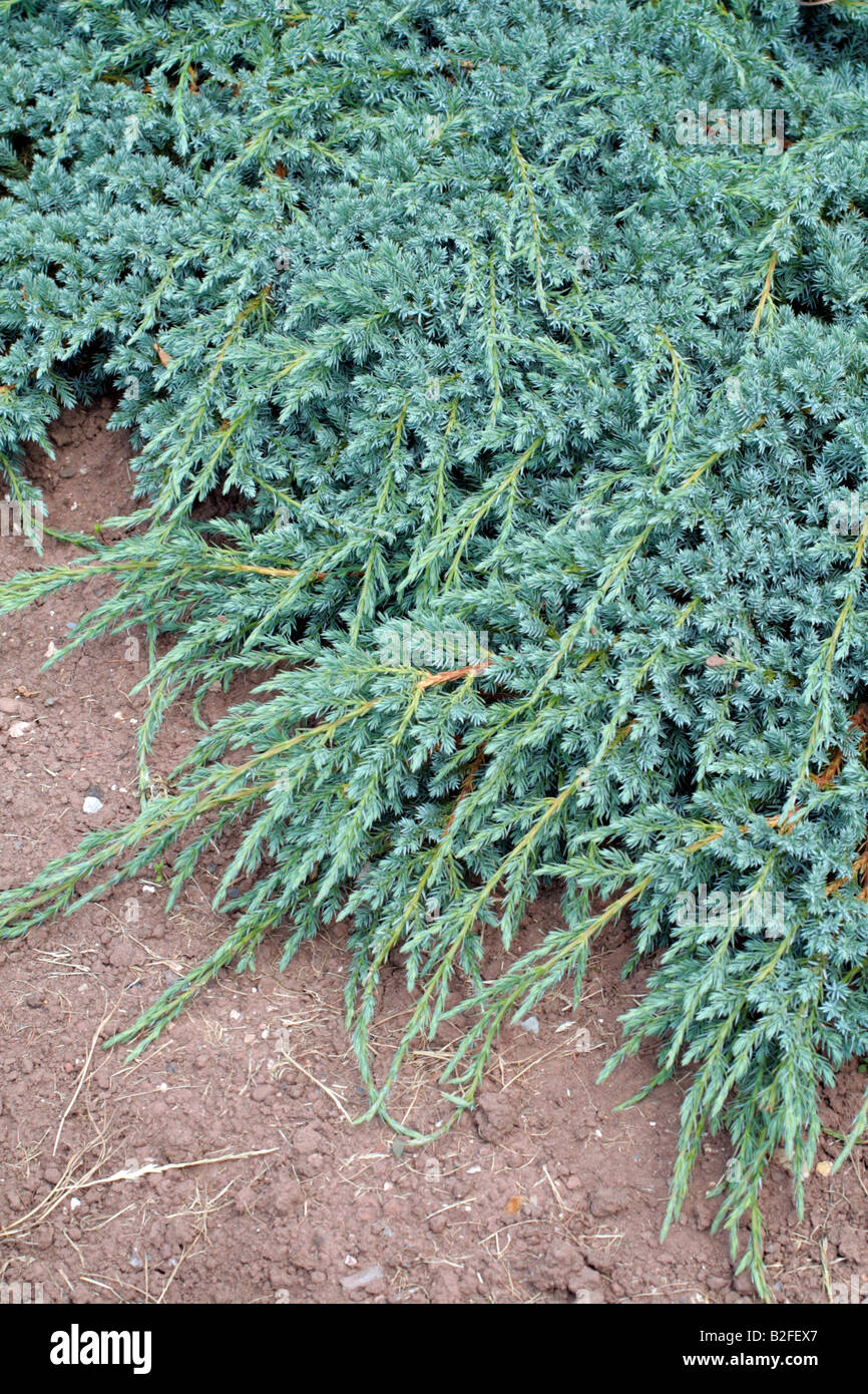 JUNIPERUS SQUAMATA BLUE CARPET AGM Banque D'Images