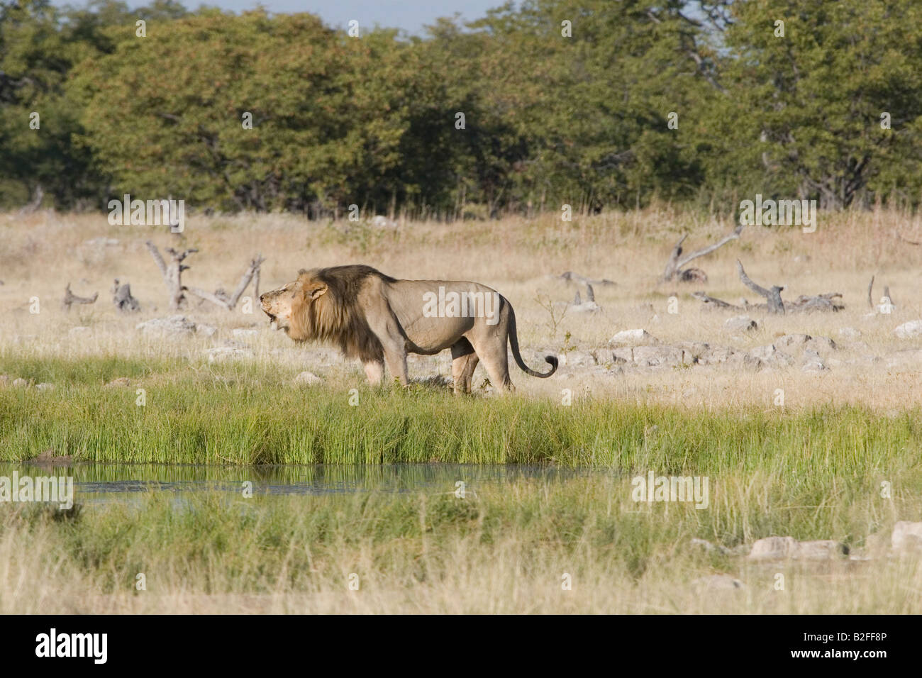 Lion mâle rugit Banque D'Images