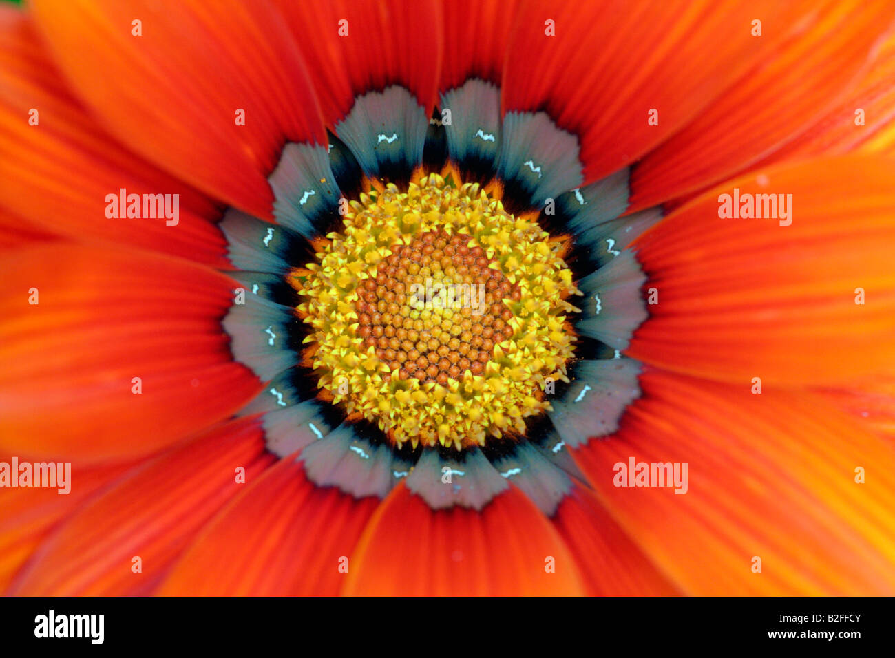 GAZANIA SPLENDENS DAYBREAK FLEURS BRONZE DÉTAIL CLOSE UP Banque D'Images