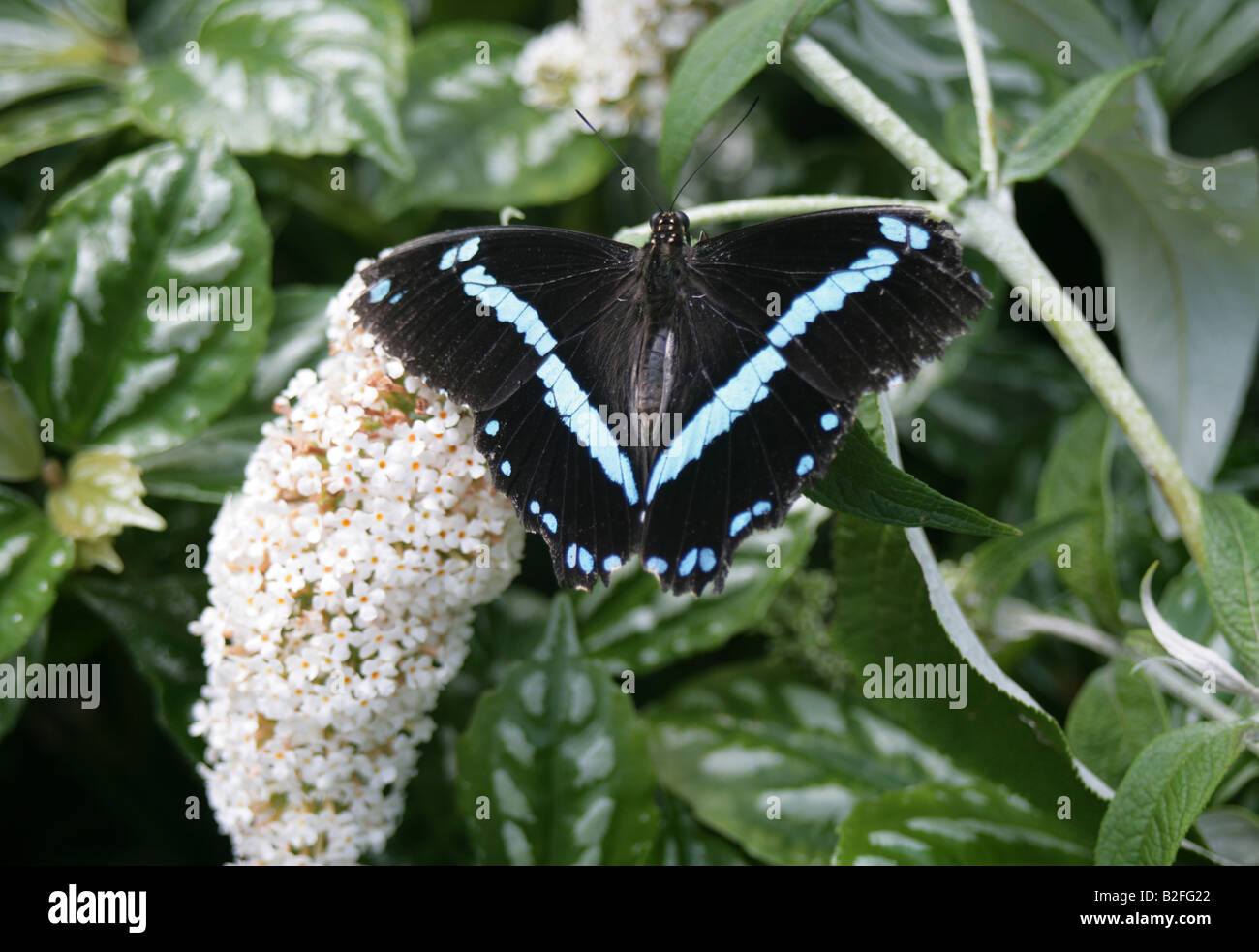 Bagués bleu papillon à queue fourchue, jardins à papillons Seaforde comté de Down en Irlande du Nord Banque D'Images