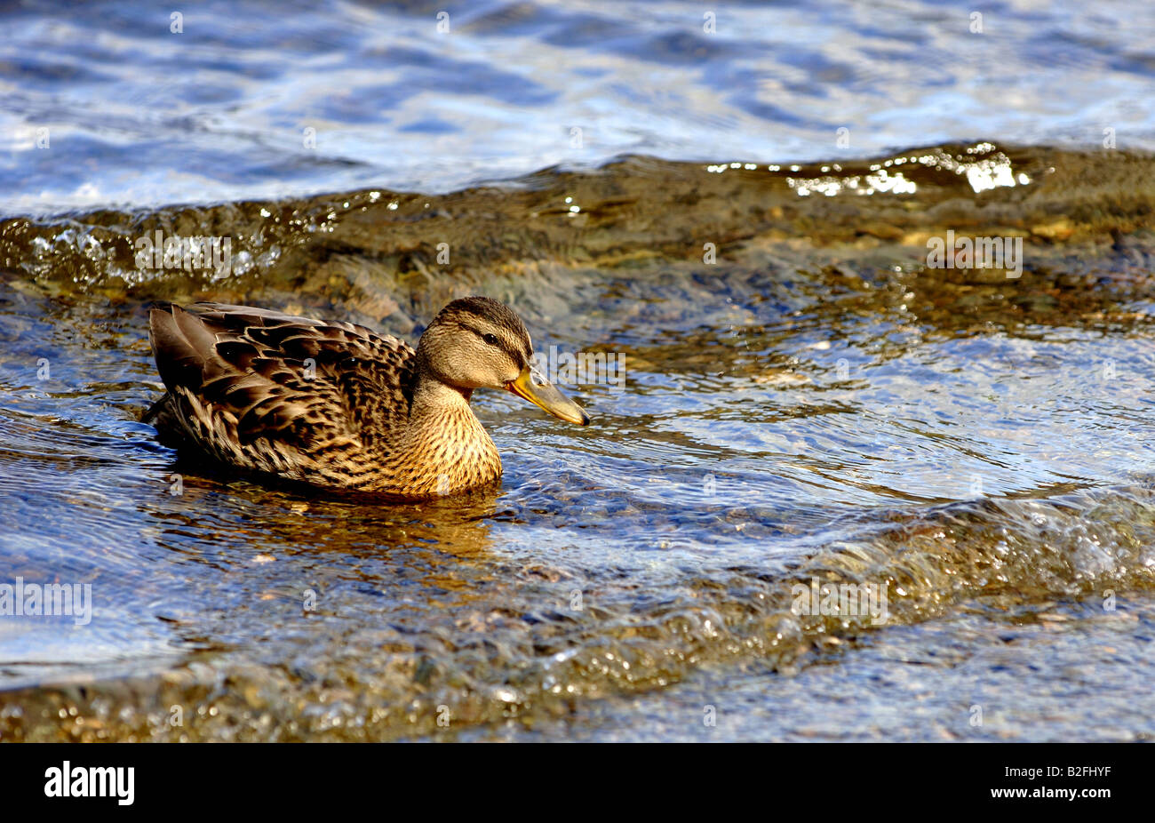 Natation canard sur la rive Banque D'Images