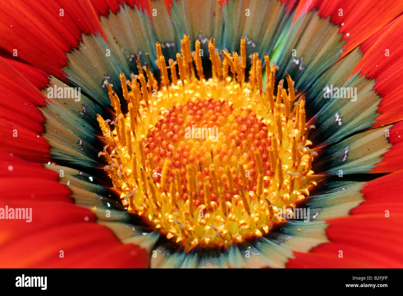 GAZANIA SPLENDENS DAYBREAK FLEURS BRONZE DÉTAIL CLOSE UP Banque D'Images