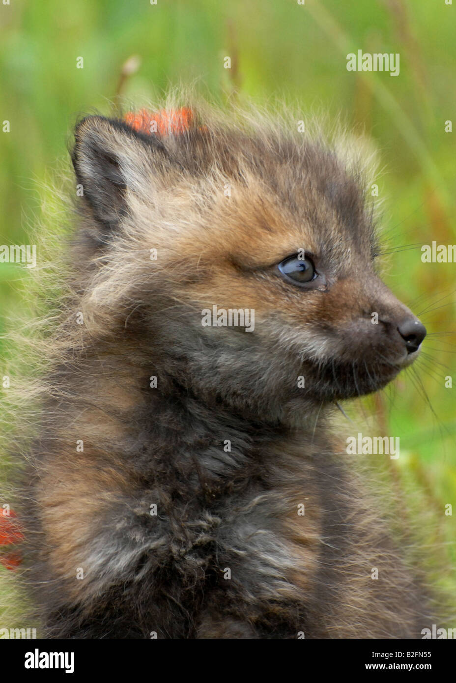 Kit Cross Fox ( Vulpes vulpes ) USA Banque D'Images