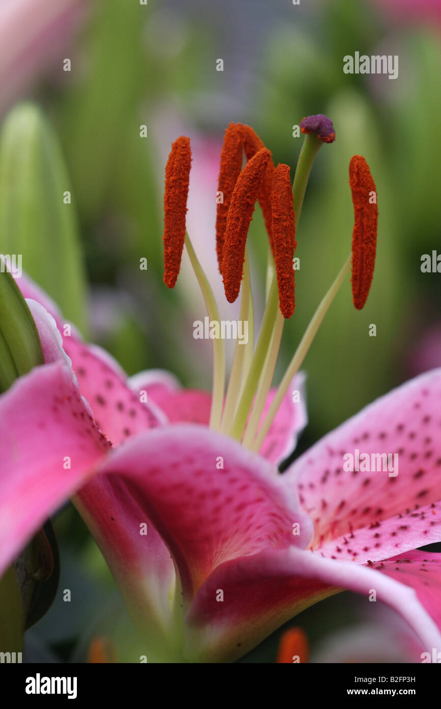 Stock photo macro image of a pink lily Banque D'Images