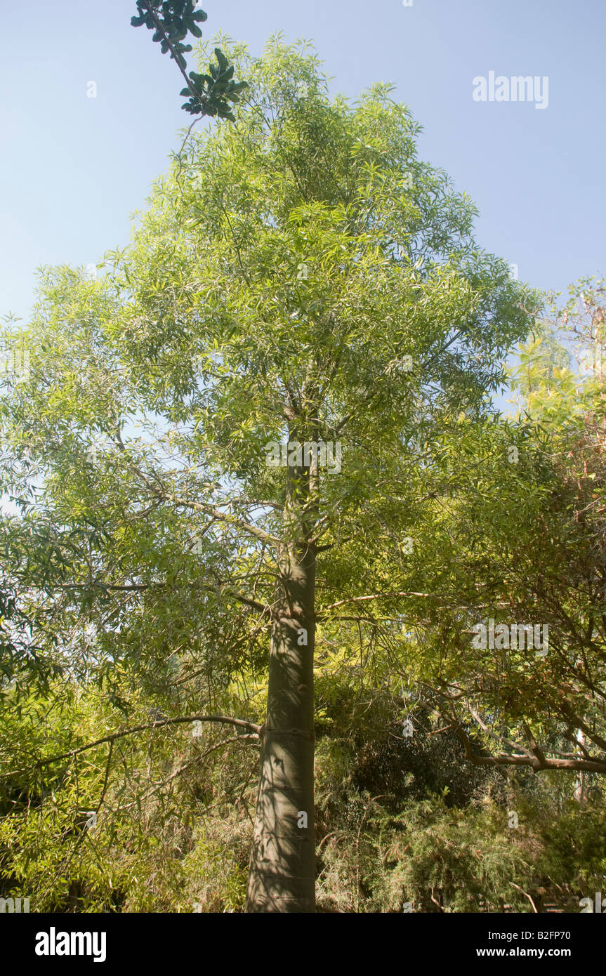 Brachychiton rupestris Arbre bouteille Queensland Banque D'Images