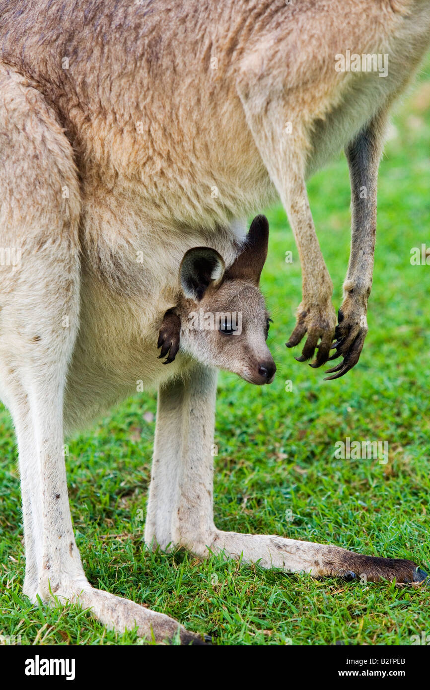 Le kangourou gris (Macropus giganteus) et joey - Brisbane, Queensland, Australie Banque D'Images