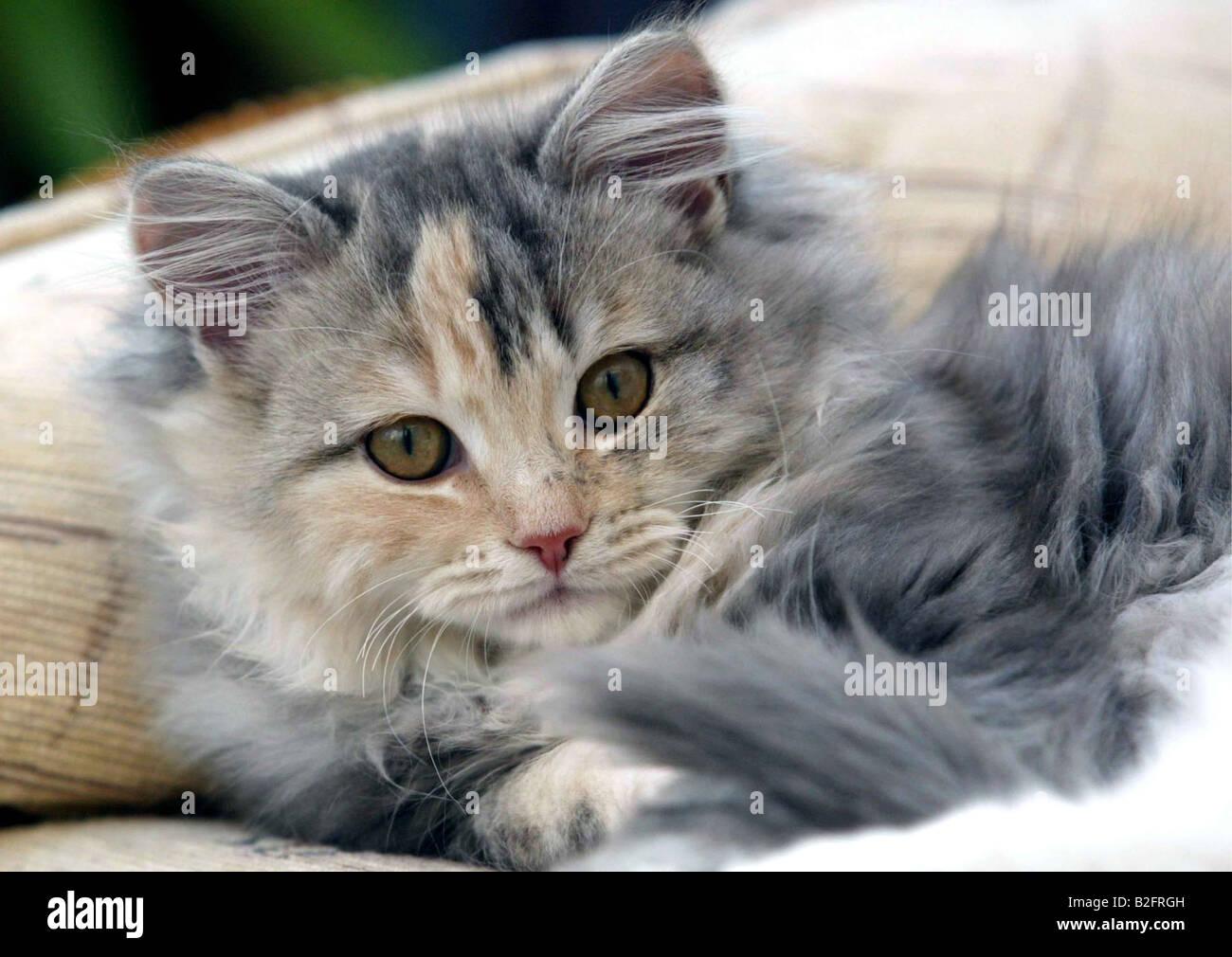 Stock shot d'un chat Ragdoll jouant dans un jardin Banque D'Images