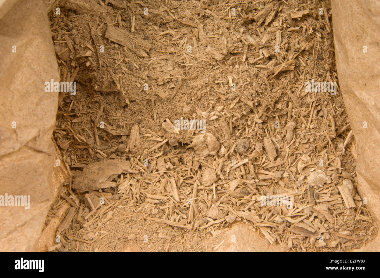 Le kava kava de Southsea POUDRE Kawa Piper methysticum Rauschpfeffer de racines de plantes médicinales racine hachkled Banque D'Images