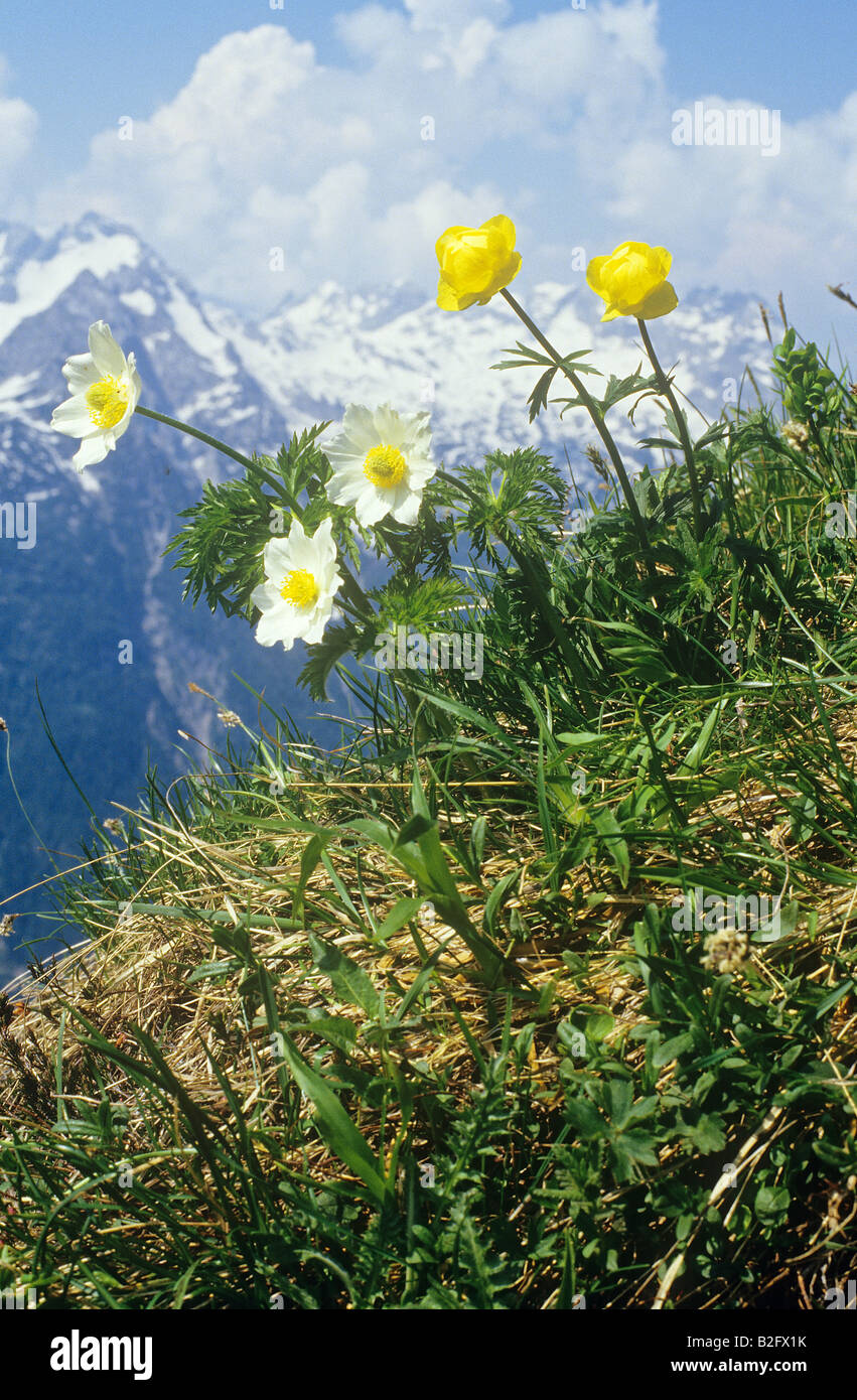 Dryas blanc et Globe-flower Banque D'Images