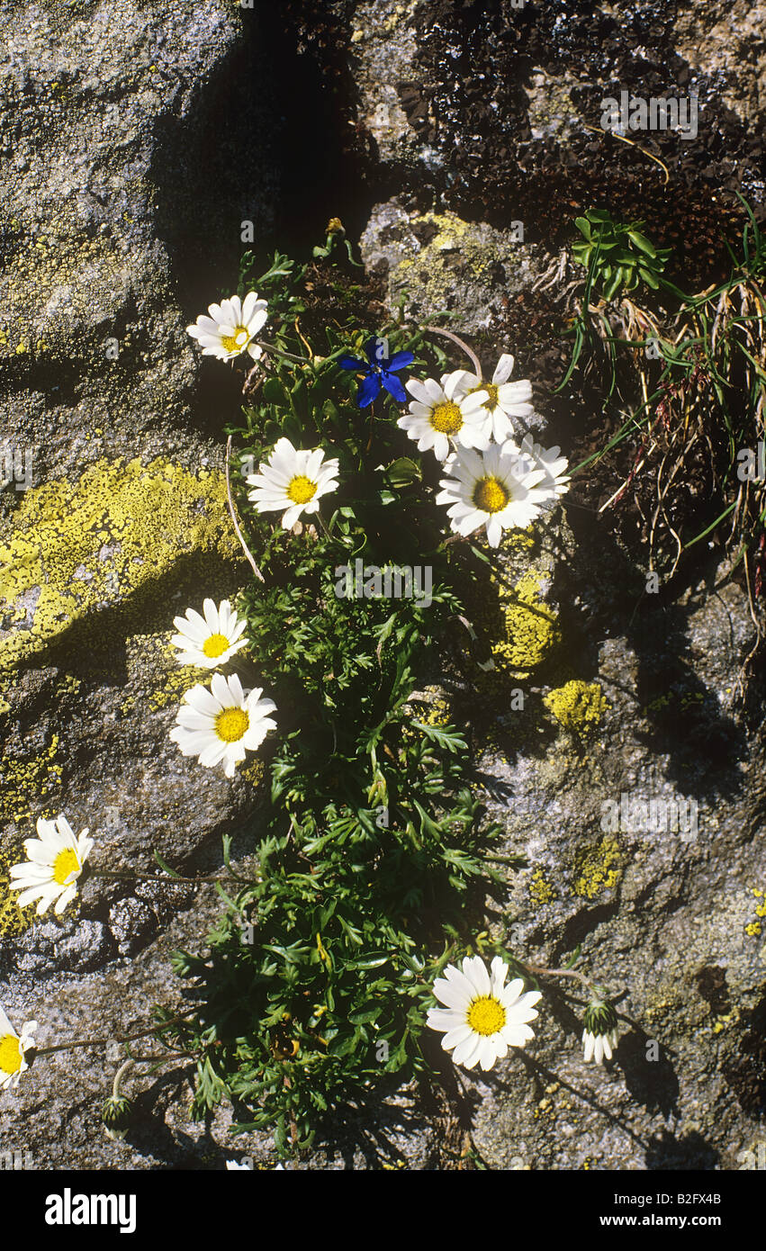 Lune alpin-daisy / Leucanthemopsis alpina Banque D'Images