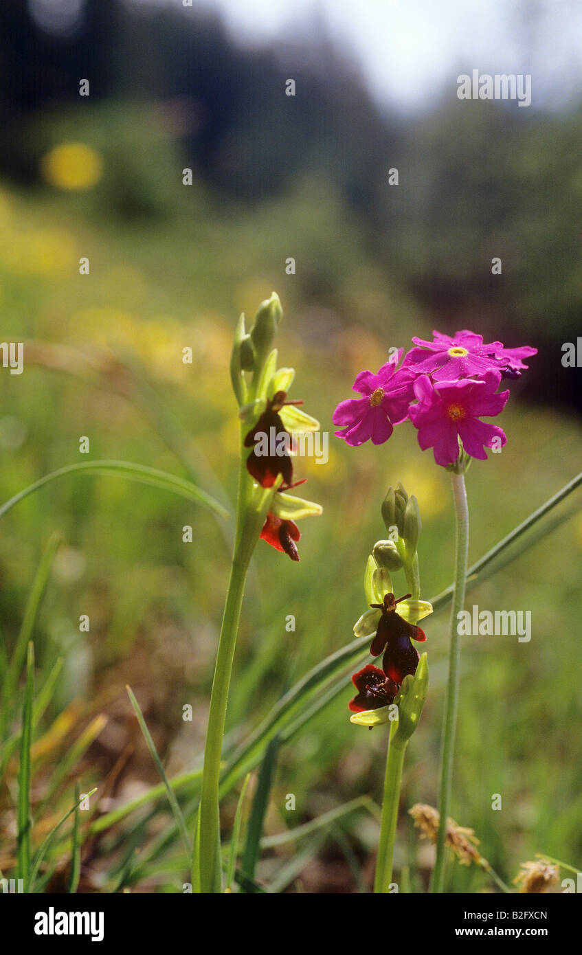 La batramie de Haller et Primrose fly orchid Banque D'Images