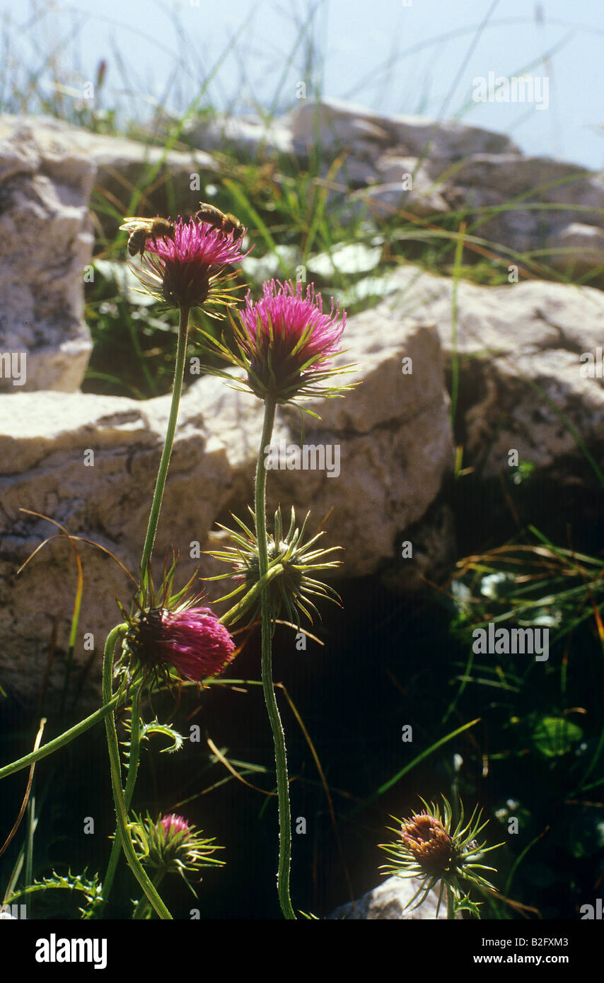 Mélancolie Chardon Cirsium helenioides Banque D'Images