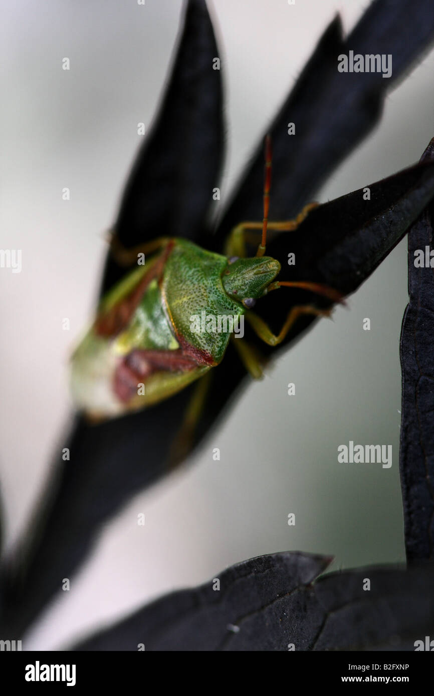 Insecte de bouclier de hawthorn (Acanthosoma hémorroidale) Banque D'Images