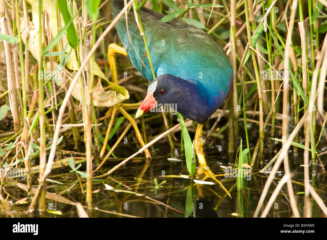 Purple Gallinule (Porphyrula martinica) Banque D'Images