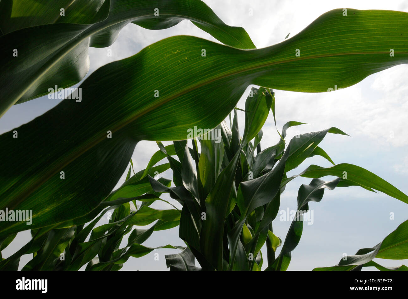 De plus en plus de maïs à la ferme dans le midwest des États-Unis Banque D'Images