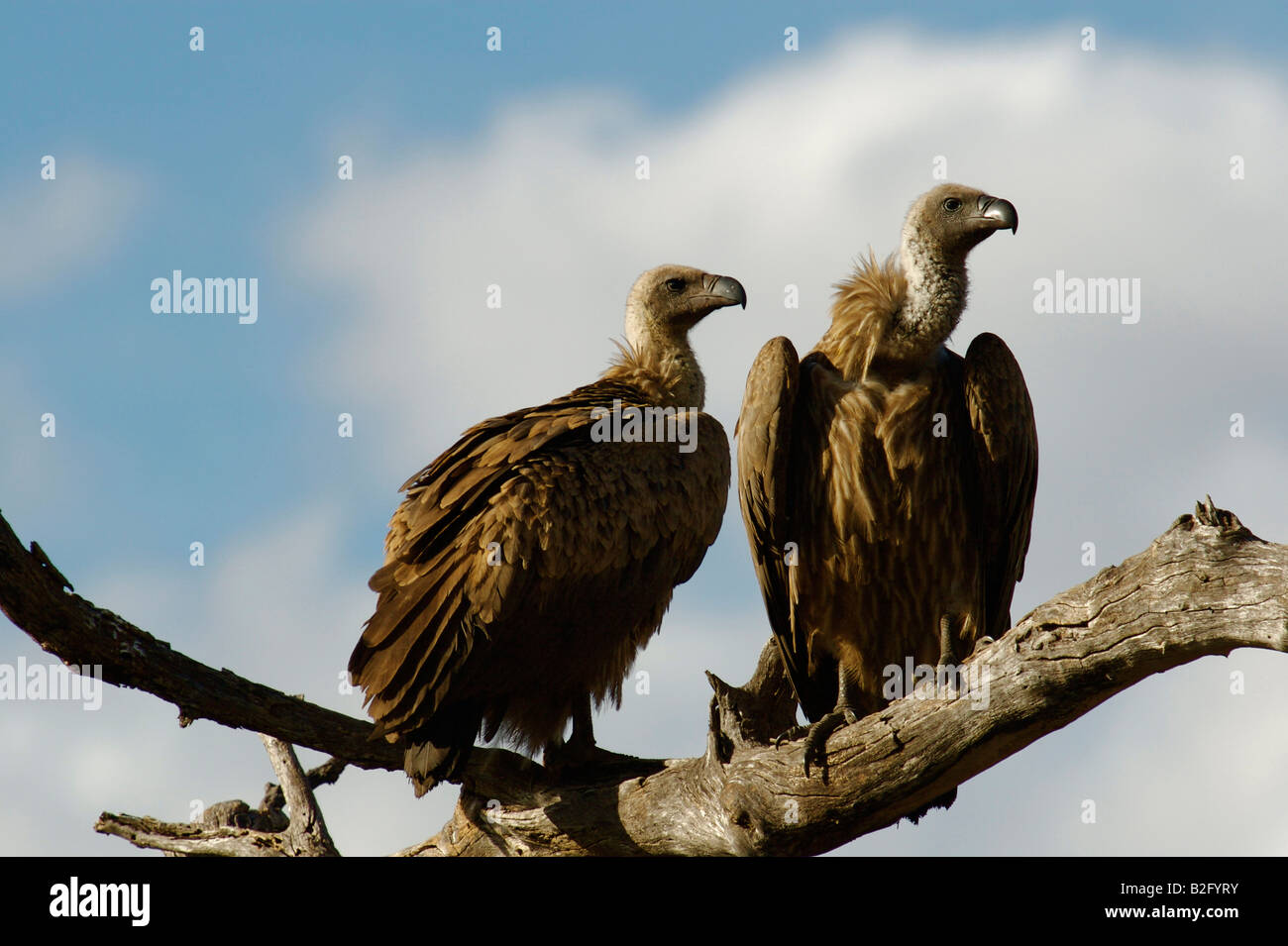 Les vautours reste sur une branche Banque D'Images