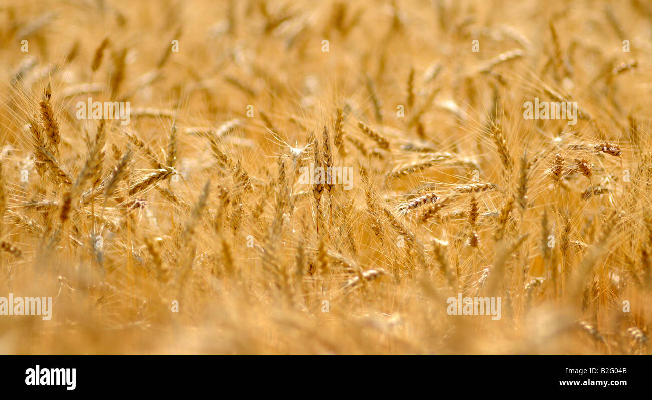 Le blé d'hiver dans un champ agricole dans le midwest des États-Unis Banque D'Images