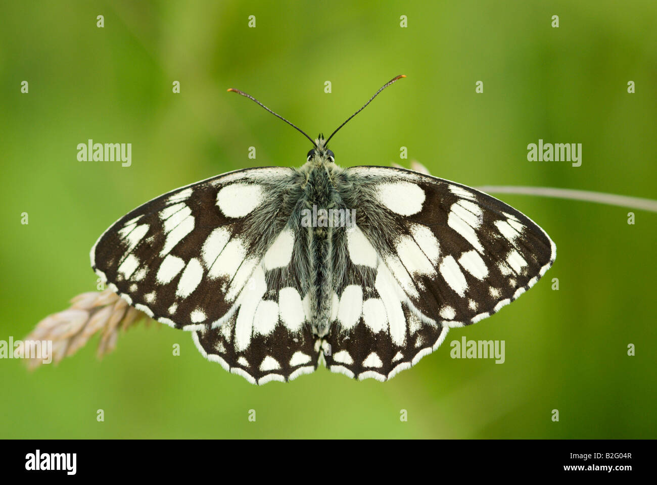 Papillon blanc marbré melanargia galathea Banque D'Images