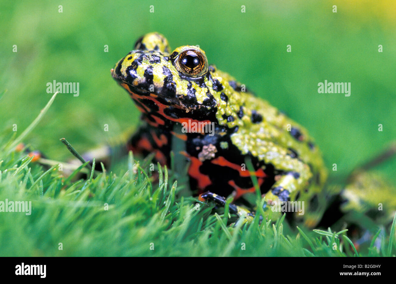 FIRE-BELLIED TOAD Bombina orientalis Banque D'Images