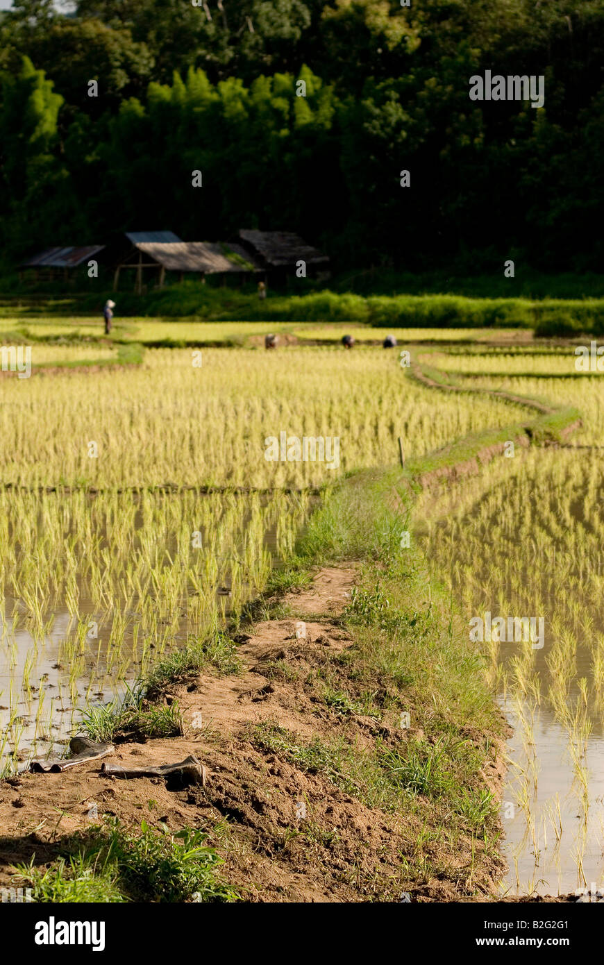 Champs de riz nouvellement plantés près de Pai dans le Nord de la Thaïlande Banque D'Images