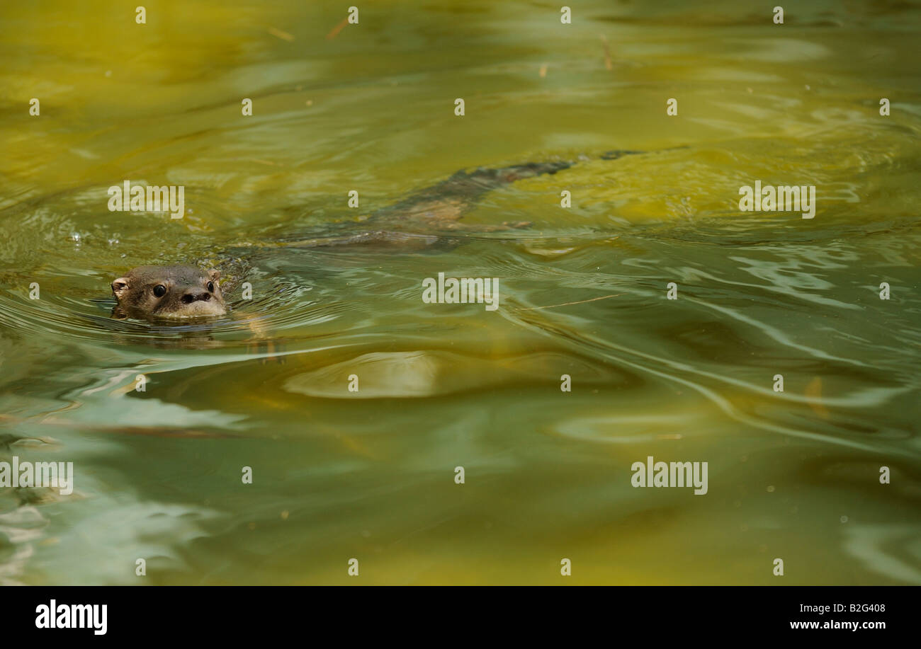 La loutre néotropicale ou NUTRIA Lontra longicaudis ou Lutra Banque D'Images