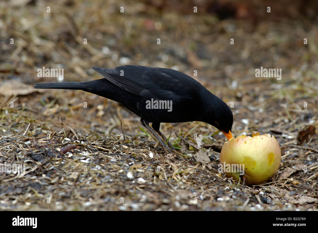 Amsel Turdus merula maennlich Ostalbkreis mâle Baden Württemberg Deutschland Allemagne Banque D'Images