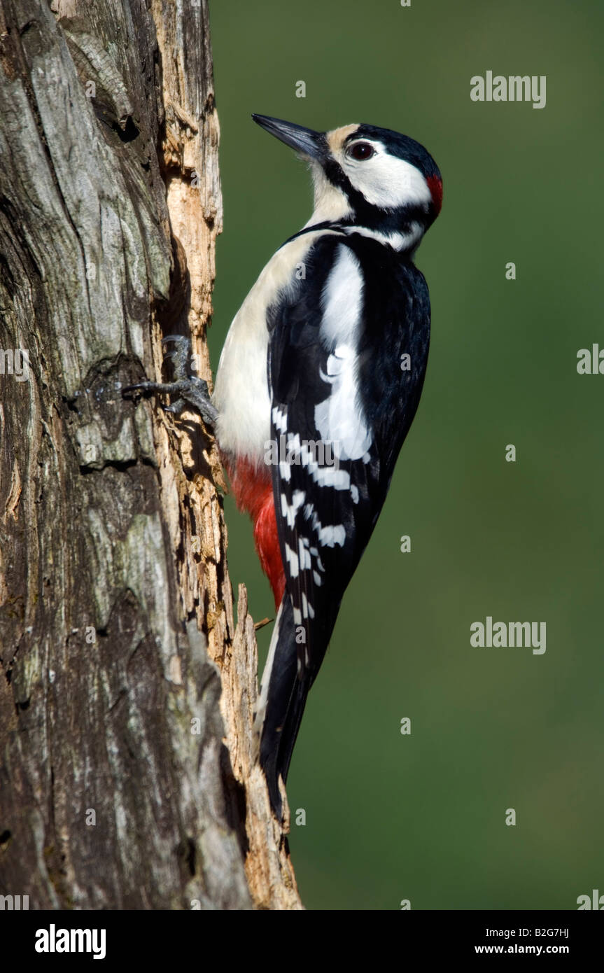 Dendrocopos major Great Spotted Woodpecker homme Baden Württemberg Allemagne Banque D'Images