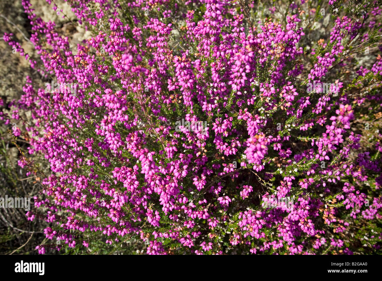 Une touffe de bruyères Bell en fleurs (Erica cinerea), touffe de Bruyère cendrée (Erica cinerea) en fleurs. Banque D'Images