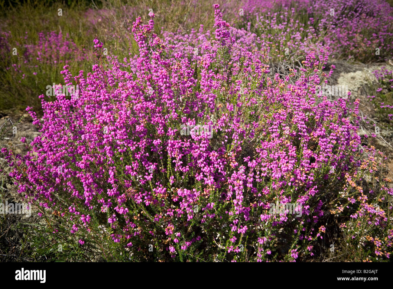 Une touffe de bruyères Bell en fleurs (Erica cinerea), touffe de Bruyère cendrée (Erica cinerea) en fleurs. Banque D'Images