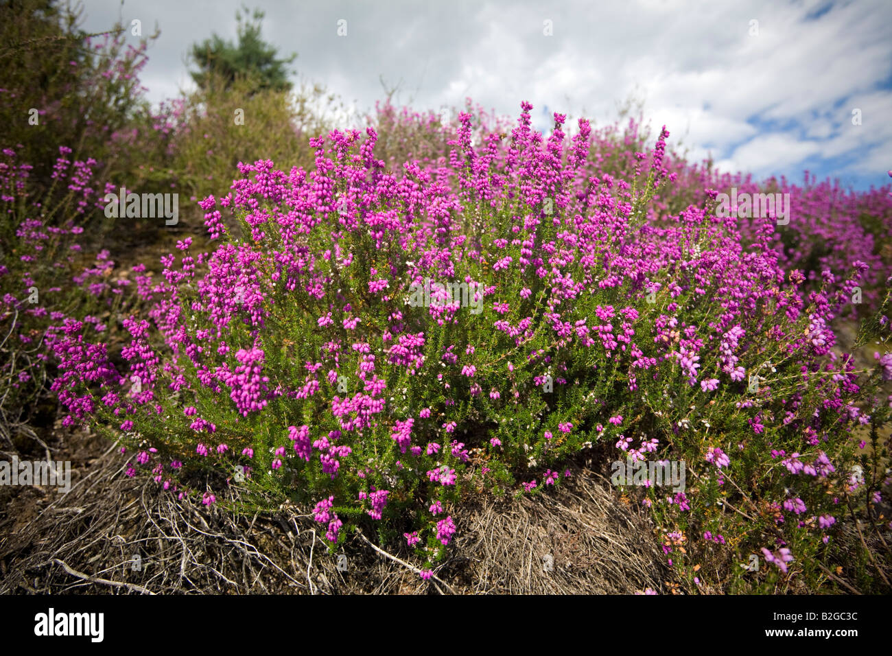 Une touffe de bruyères Bell en fleurs (Erica cinerea), touffe de Bruyère cendrée (Erica cinerea) en fleurs. Banque D'Images