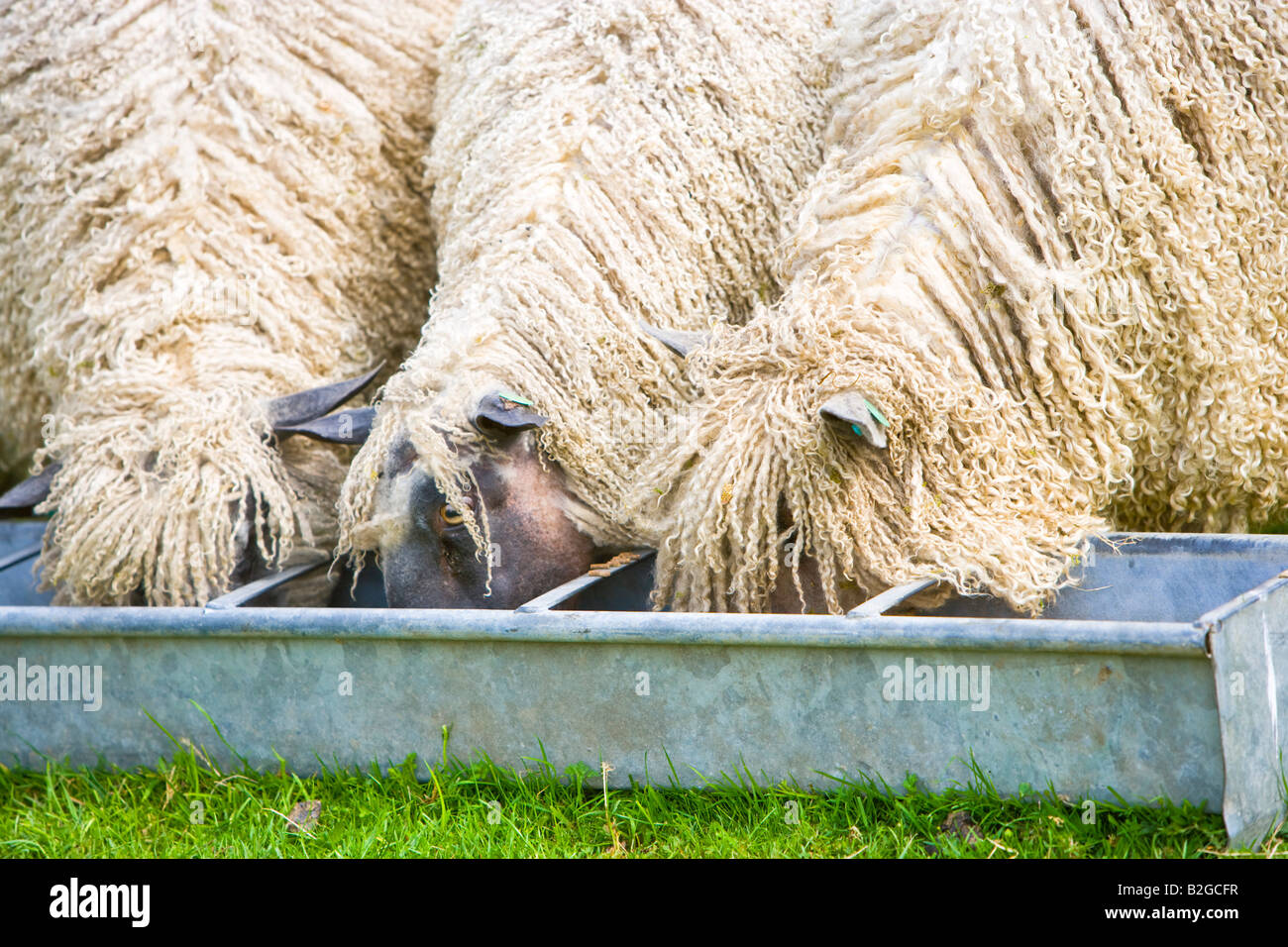 Mouton Wensleydale manger de la nourriture des creux Banque D'Images