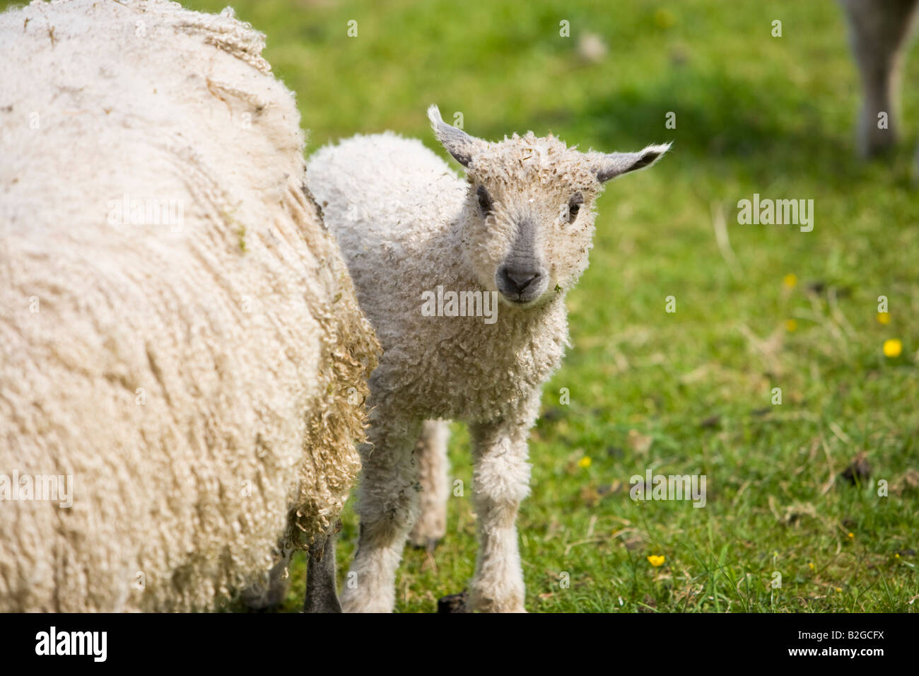 D'AGNEAU mouton Wensleydale Banque D'Images