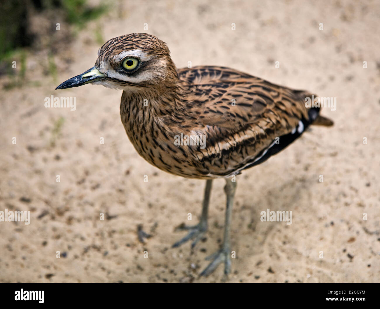 Oedicnème criard (burhinus bistriatus) Banque D'Images