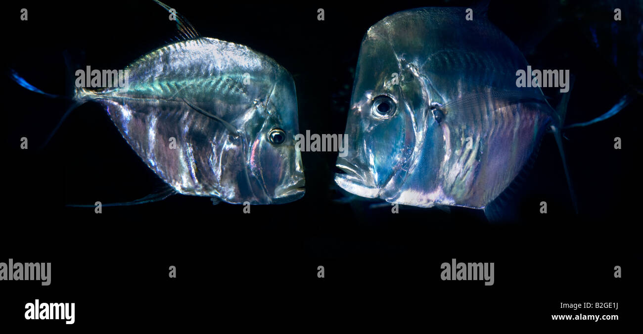 SELENE VOMER lookdown compression à poisson Selene vomer regarder vers le bas le poisson Banque D'Images