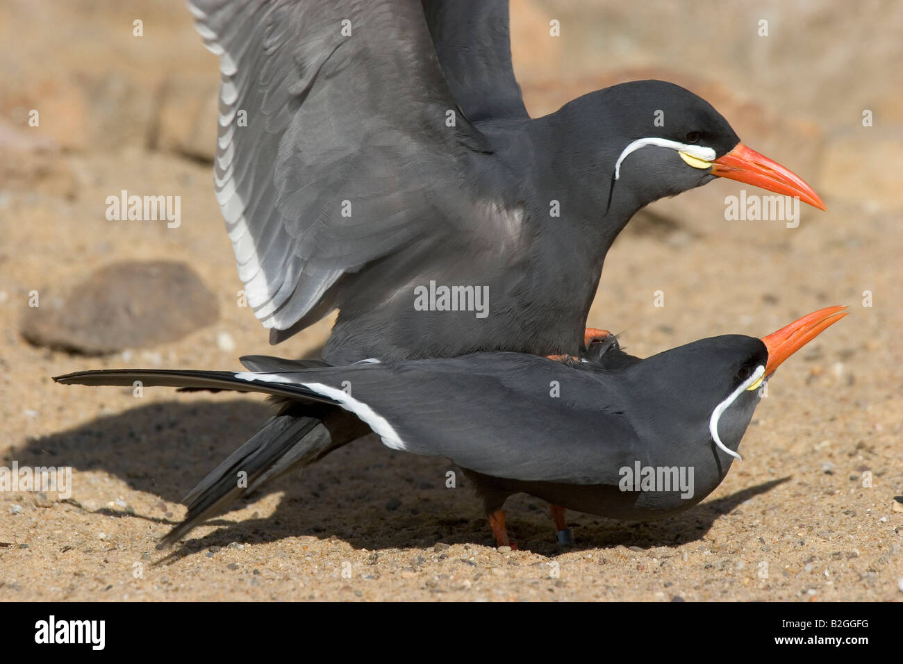 La sterne Inca Larosterna couple paire d'oiseaux inca Iquique Chili Amérique du Sud Banque D'Images