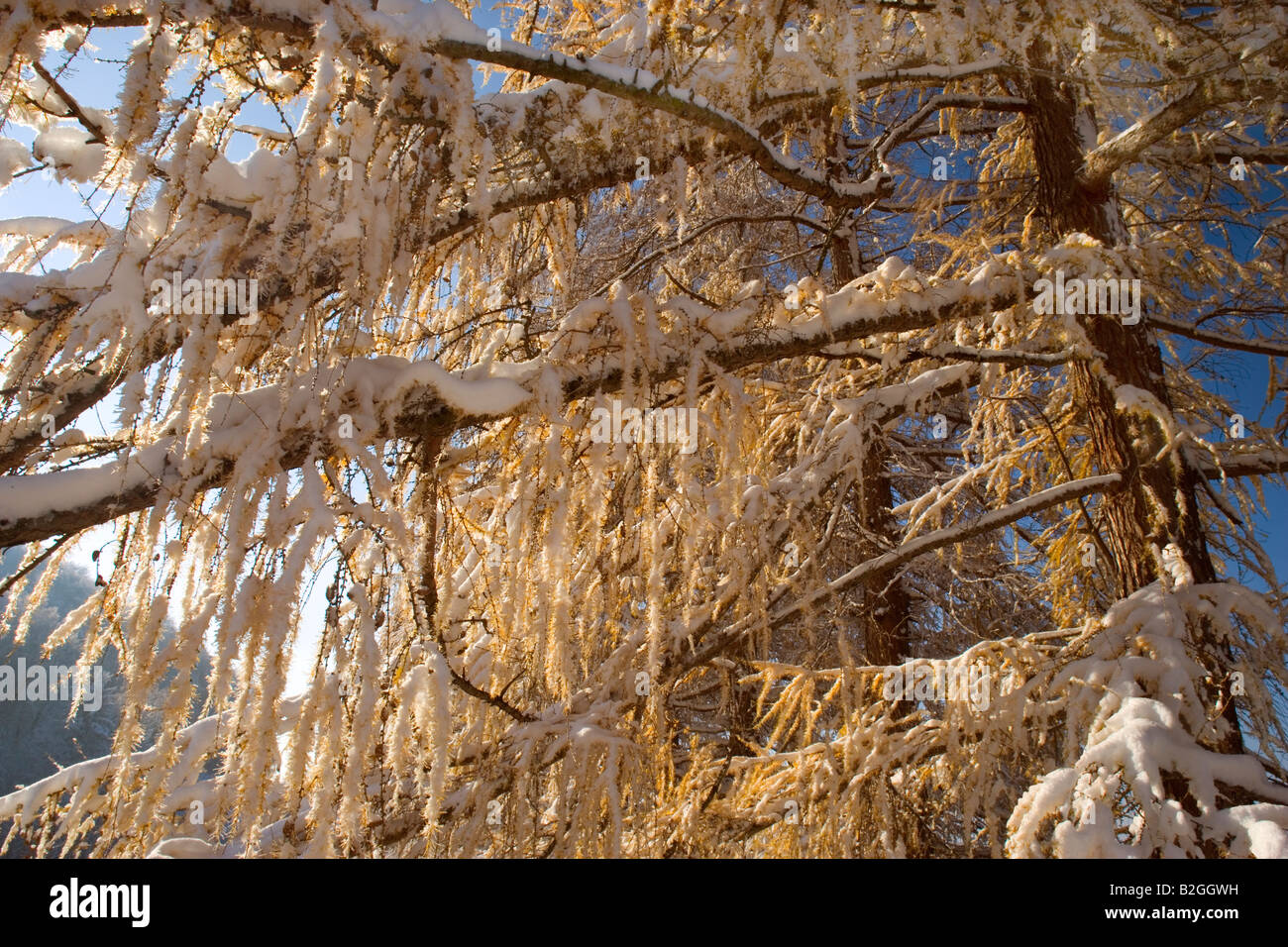 Mélèzes colorés d'automne couvertes de neige fraîchement alb schwaebische allemagne Banque D'Images