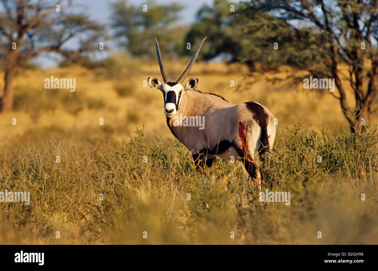 L'antilope oryx gazelle Namibie Afrique steppe veld Banque D'Images