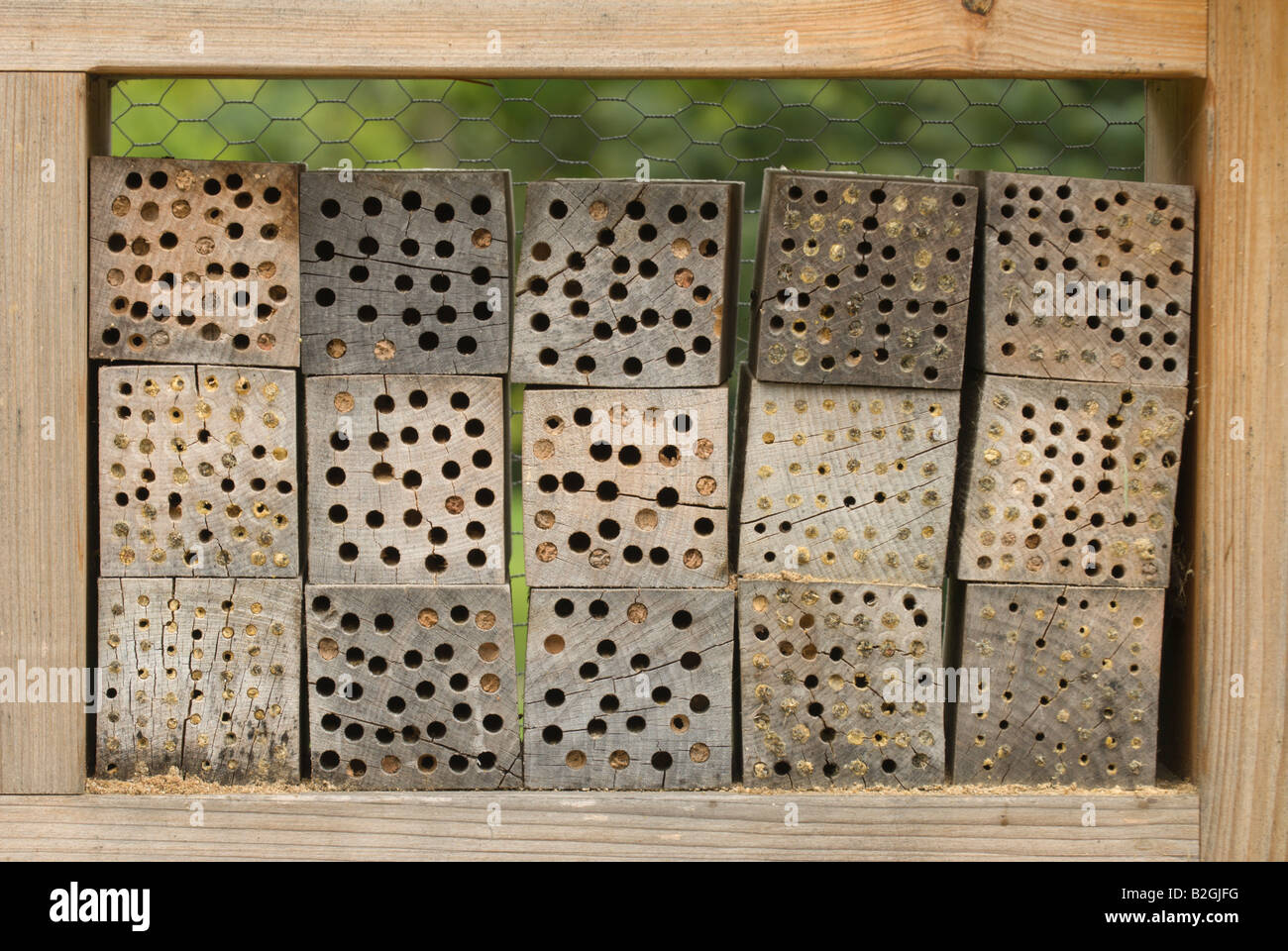 Bruthilfe solitäre für Insekten Luc Bienen être miel Apis honigbiene cootie brutkasten couveuse obtenteur Banque D'Images