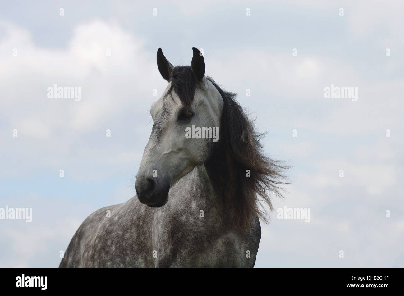 Cheval ibérique Pure Race espagnol lusitanien PRE Cheval breed Pura Raza Espanola Banque D'Images