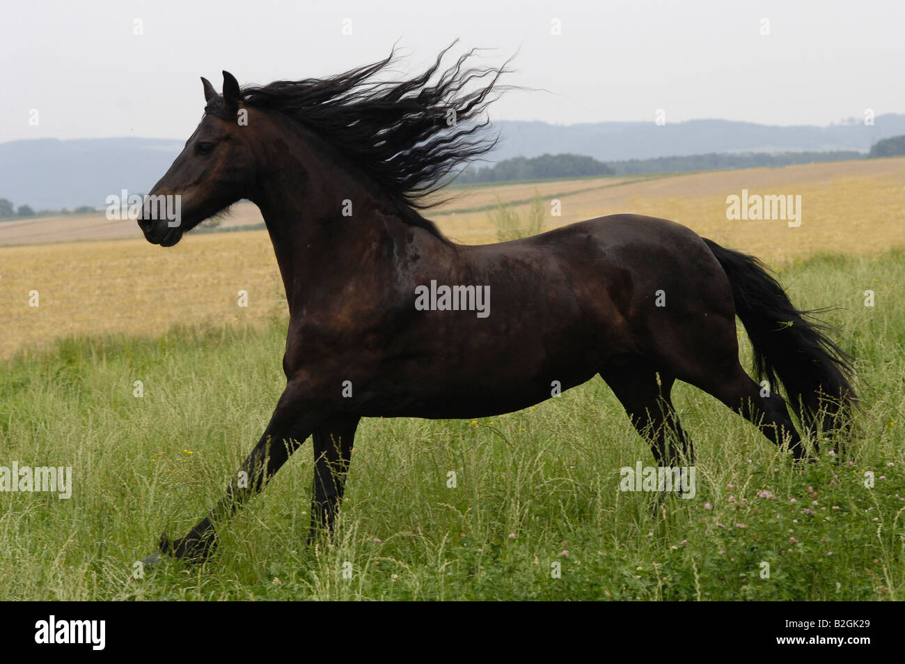 Cheval frison étalon noir Banque D'Images