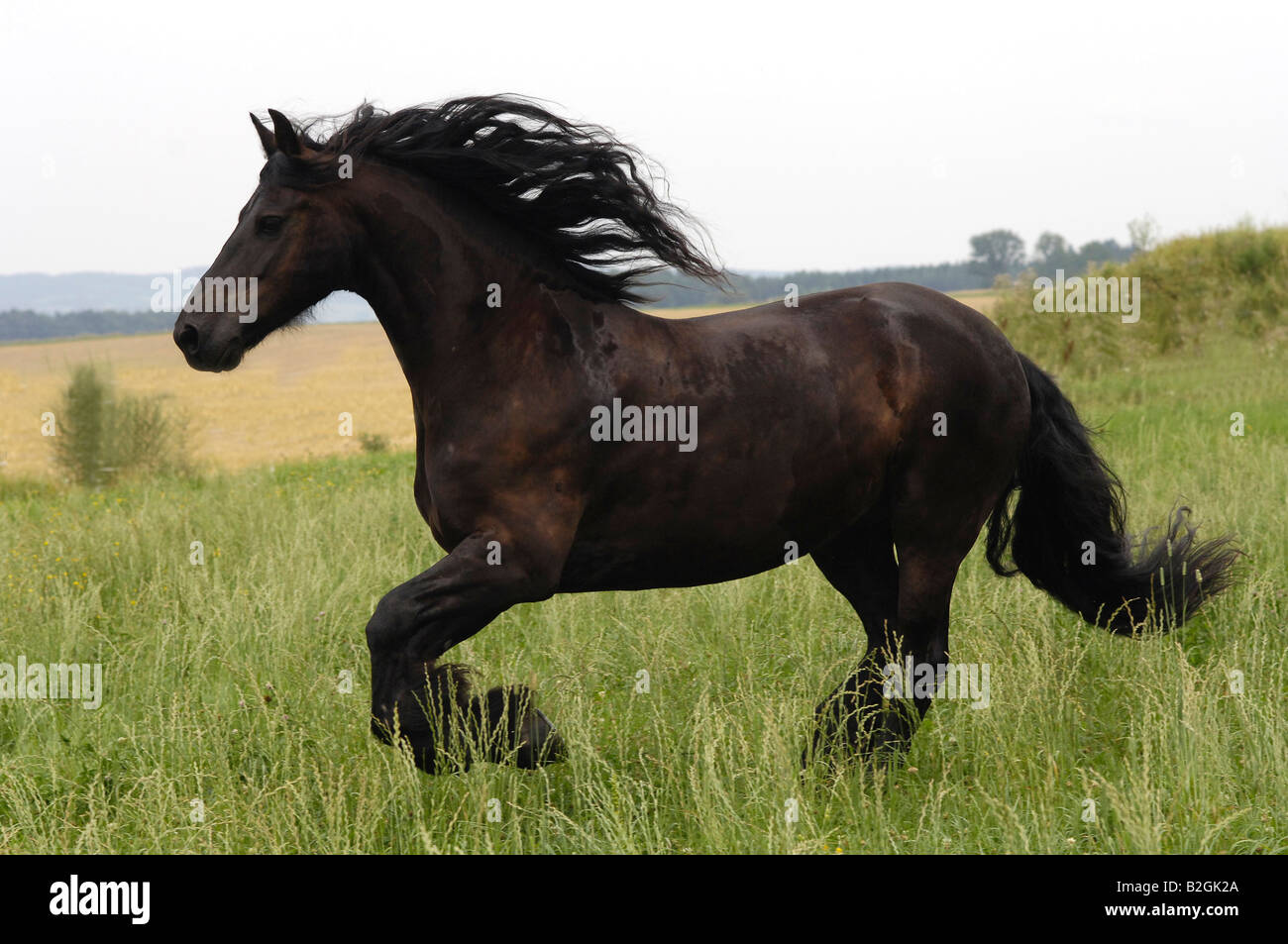 Cheval frison étalon noir Banque D'Images