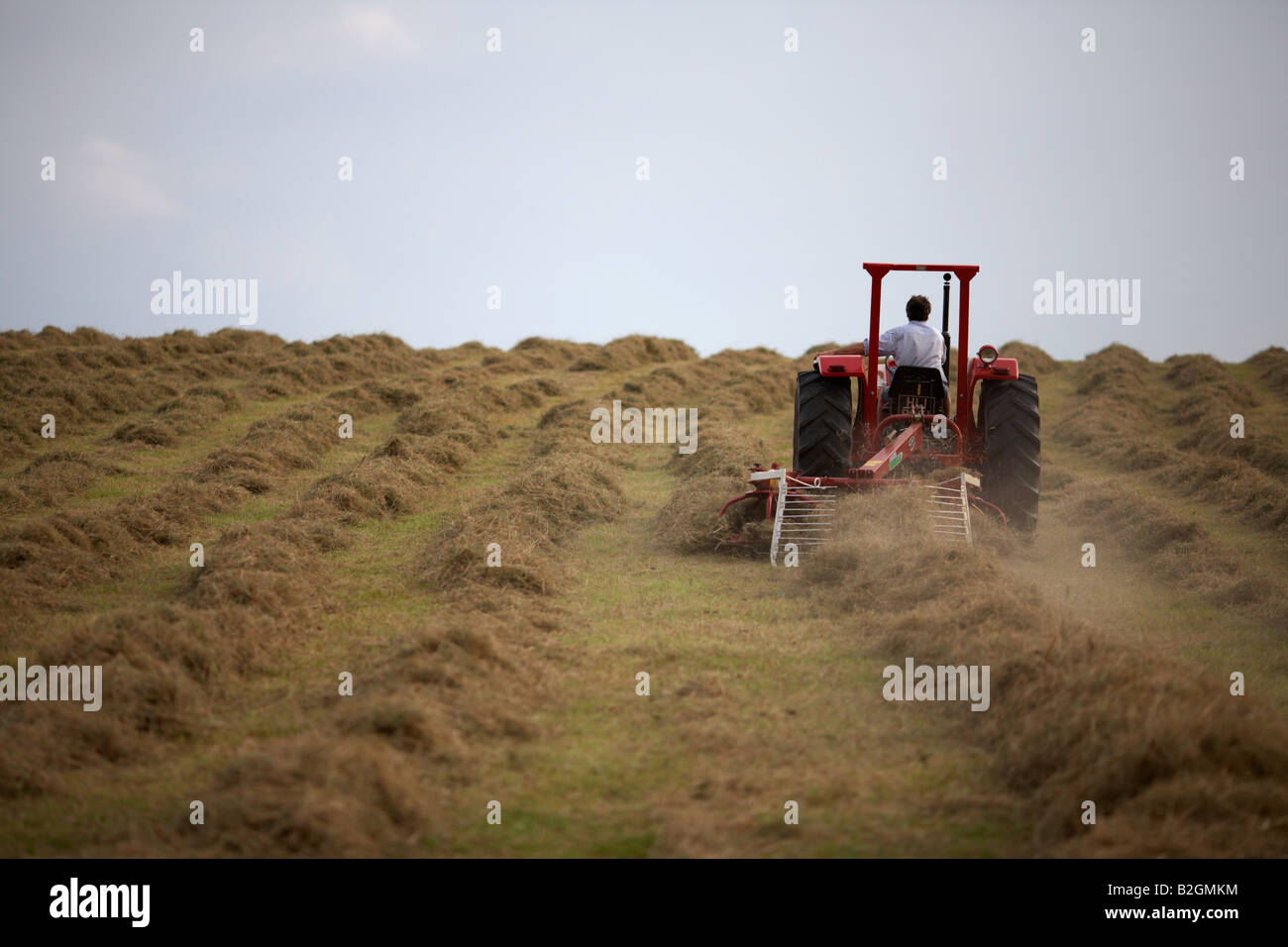 Farmer assis sur un vieux tracteur Massey Ferguson 185 tirant un haymaker pièce jointe dans un champ le foin county down Banque D'Images