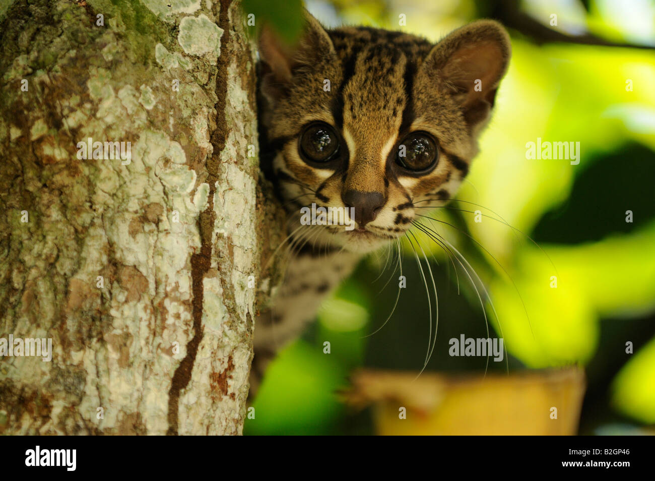 Margay Leopardus wiedii Banque D'Images