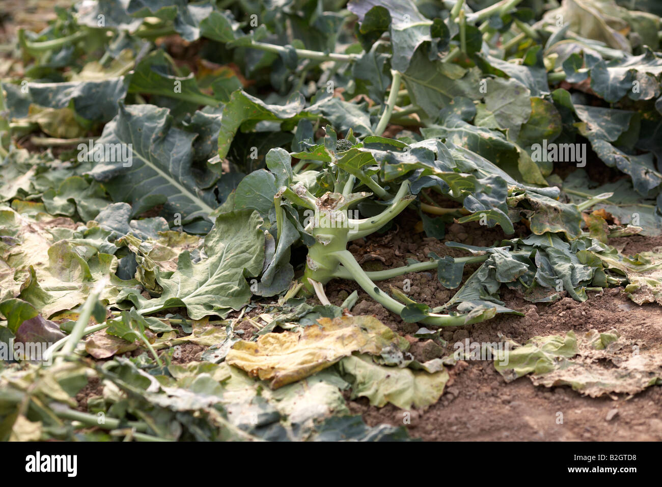 Dommages-intérêts demeure de calabrese brocoli après la récolte des plantes sur une ferme le comté de Down en Irlande du Nord Banque D'Images