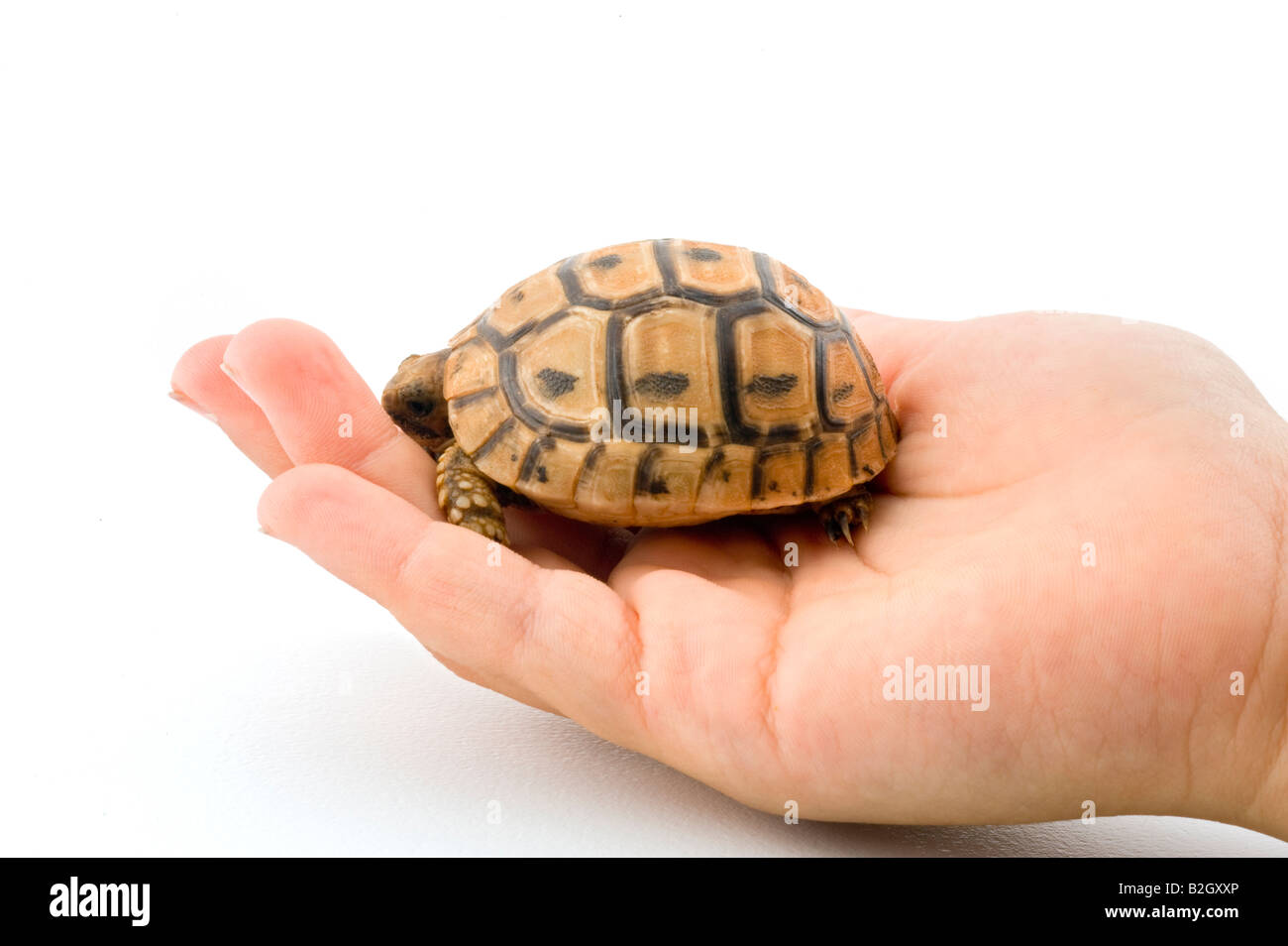 Bébé bébé tortue tortue dans la main d'un enfant isolé sur blanc Banque D'Images