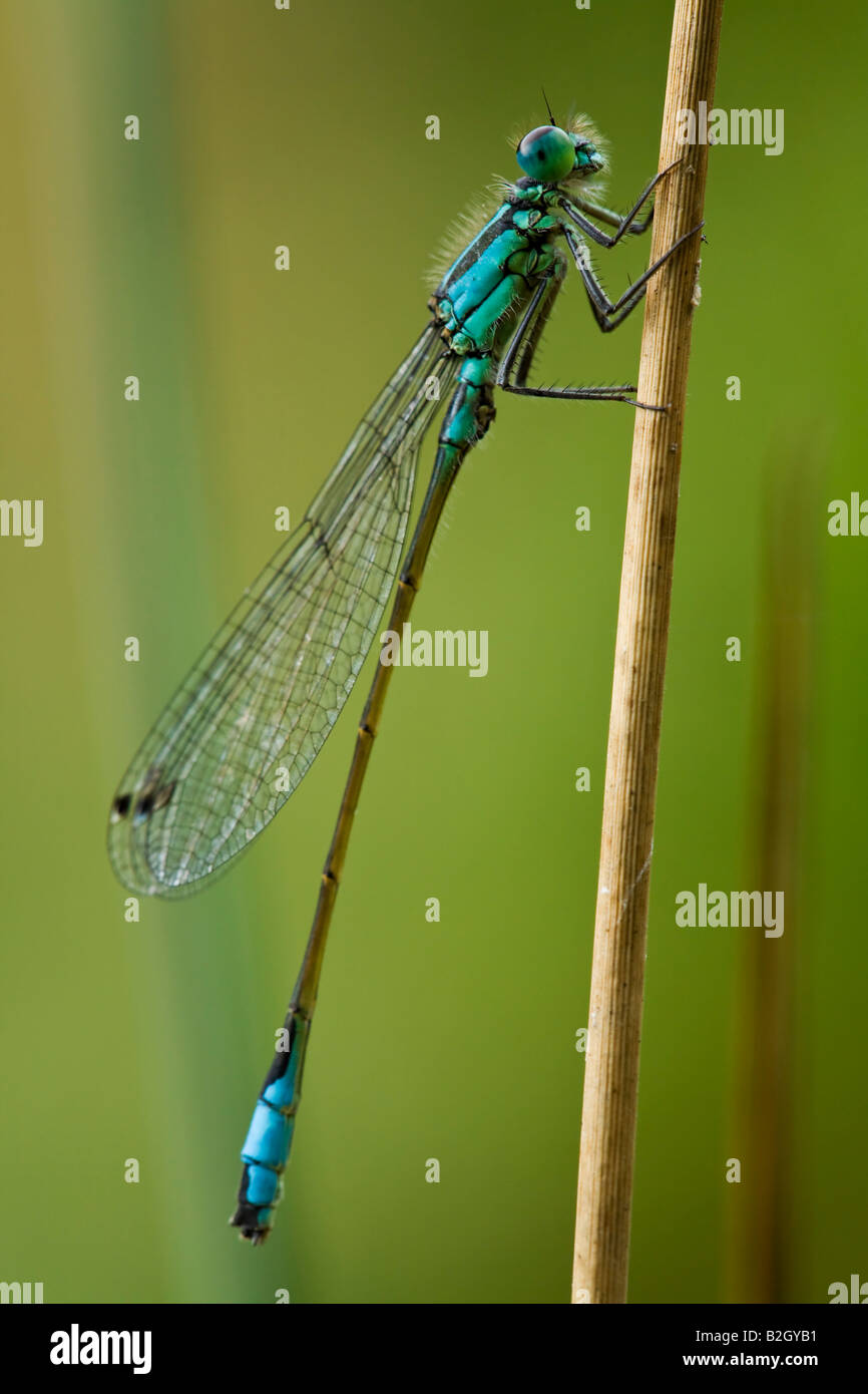 Demoiselle à queue bleu Banque D'Images